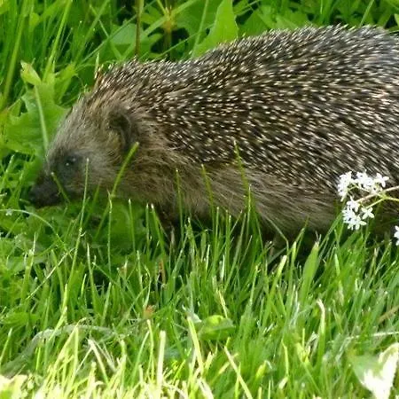 Azur We18149 מלון זאסניץ